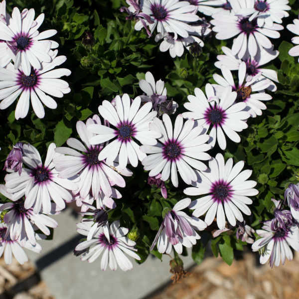 Osteospermum Ostica“紫水晶”