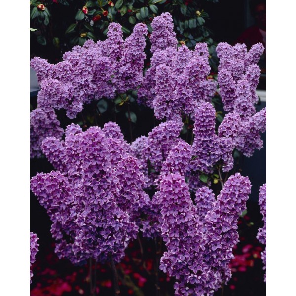 丁香，紫丁香树，约130-150厘米