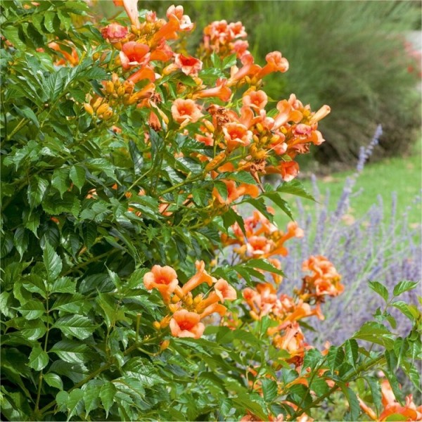 Campsis radicans“小阳春”——小号葡萄树