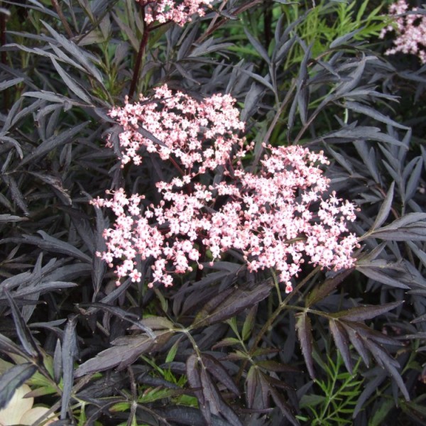 黑色花边-黑色接骨木桑布卡植物-大型标本