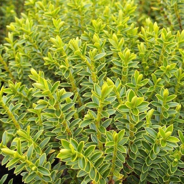 赫柏Buxifolia